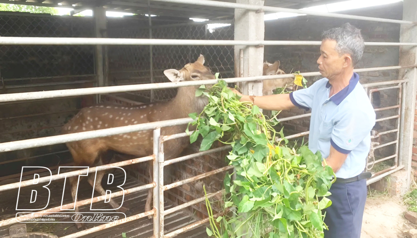   Kiến Xương: Nh883 chăn nuôi bền vững