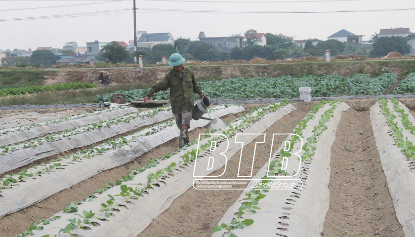   Phấn đấu gieo trồng 11.600ha cây màu hè