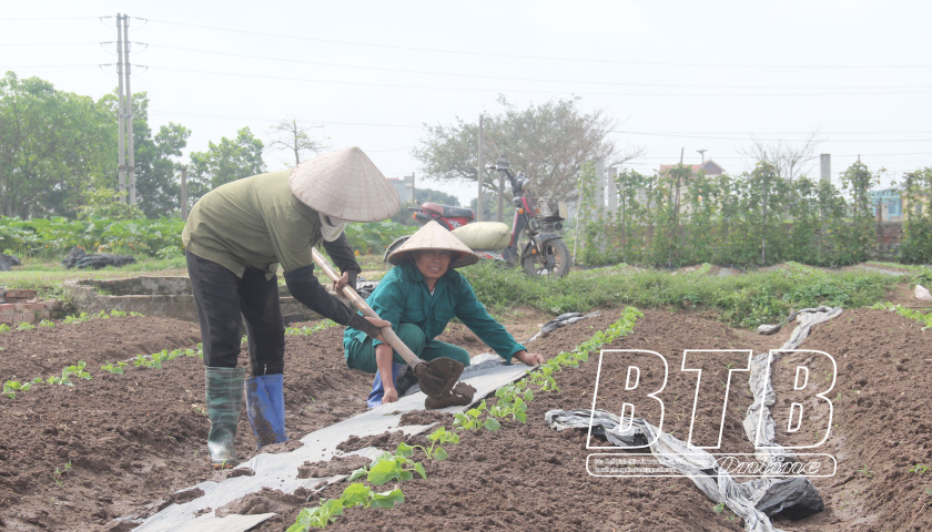   Nh883 nông nghiệp vùng ven đô