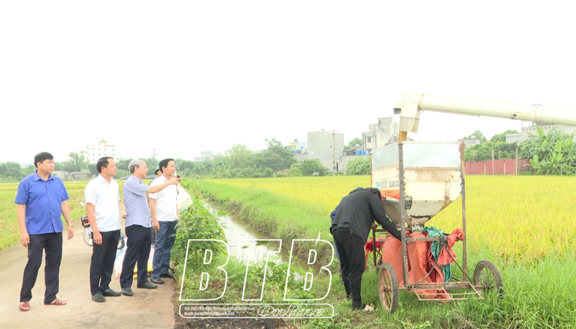   Kiểm tra tiến độ thu hoạch lúa xuân tại huyện Kiến Xương