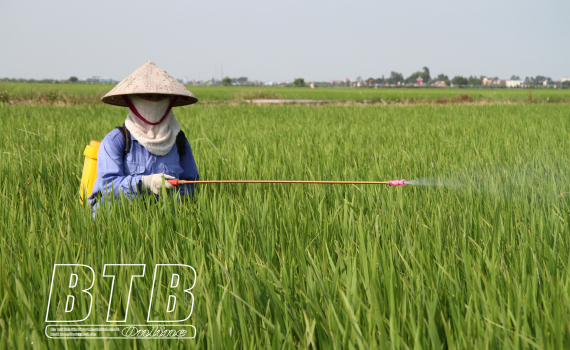   Quỳnh Phụ: Tập trung phòng trừ sâu bệnh bảo vệ lúa mùa